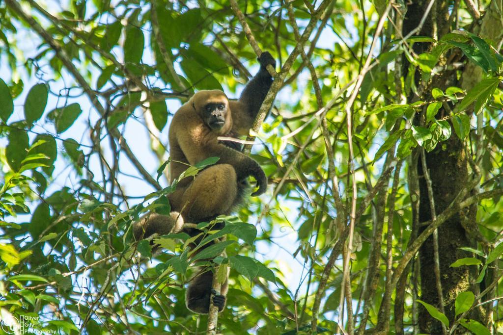 Jamu LodgePuerto Montufar エクステリア 写真