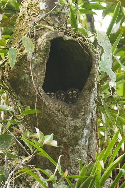 Jamu LodgePuerto Montufar エクステリア 写真