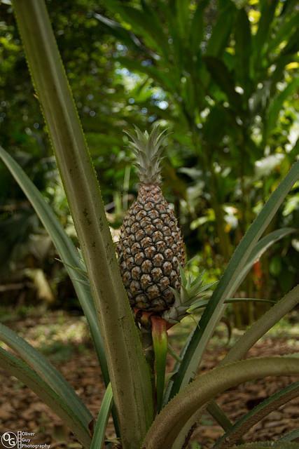 Jamu LodgePuerto Montufar エクステリア 写真