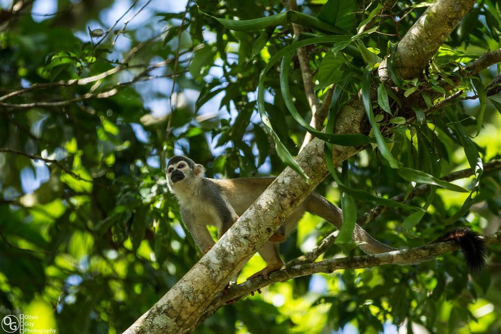 Jamu LodgePuerto Montufar エクステリア 写真
