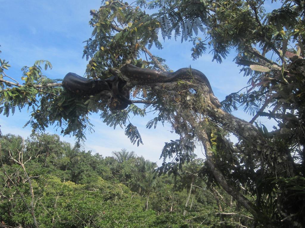 Jamu LodgePuerto Montufar エクステリア 写真